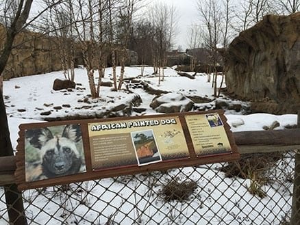 Cincinnati_Zoo_Painted_African_Dog_House_438.jpg